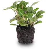 Urbanjngl Fittonia Joly Josan - Rood/groen - Mozaiekplantje