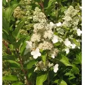 Arborix Hydrangea Paniculata 'Kyushu' - Pluimhortensia 40-50 cm pot