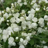 Arborix Philadelphus 'Manteau D'Hermine' - Boerenjasmijn 40-50 cm in pot