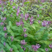 Arborix 6 x Tricyrtis Hirta - Paddelelie pot 9x9cm