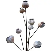 Buitengewoon Boet Bruine bollen Buitengewoon de Boet