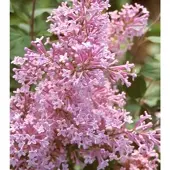 Arborix Syringa 'Josee' - Sering;Dwergsering 40-60 cm pot