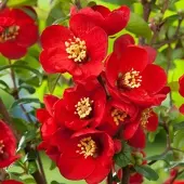Arborix Chaenomeles Superba 'Nicoline' - Dwergkwee 30-40 cm in pot