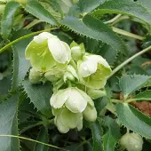 Arborix 6 x Helleborus Argutifolius - Nieskruid pot 9x9cm