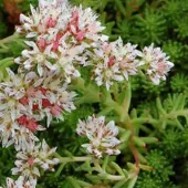 Arborix 6 x Sedum Lydium - Vetkruid pot 9x9cm