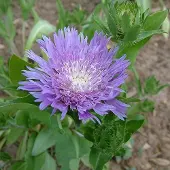 Arborix 6 x Stokesia Laevis - Stokkruid pot 9x9cm