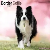 Avonside Publishing Ltd. Border Collie Kalender 2027