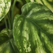 Maxifleur Kunstplanten Peperomia Gold Dust kunstplant 20cm in kweekpot