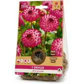 Florex -dahlia -litte robert-1 bloembol