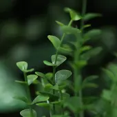 Maxifleur Kunstplanten Buxus Kunstplant Groen 50cm in kweekpot 12cm