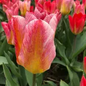 QFB Gardening Tulp Flaming Fantasy | 10 stuks | Fosteriana | Geel | Roze