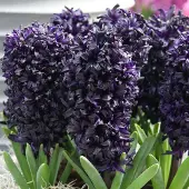 QFB Gardening Hyacint Midnight sky | Zwart | Paars | Hyacintenbollen