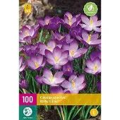 Jub holland bloembollen - Crocus/Krokus - 50 stuks - species Ruby Giant