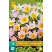 Jub holland - bloembollen - Tulpen Bakeri Lilac Wonder - maat 5/6 - 50 stuks