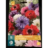 Jub holland Anemone Coronaria St. Brigid Mix