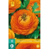 JUB X 10 Ranunculus oranje