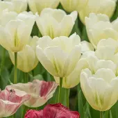 QFB Gardening Tulp Green Spirit | 10 stuks | Viridiflora | Groen | Wit
