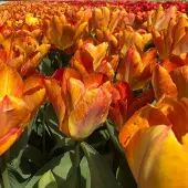 QFB Gardening Tulp Flaming Sunrise | 10 stuks | Oranje | Rood | Tulpenbollen