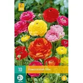 JUB X 10 Ranunculus mix