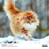 Aquarupella Katten Kalender 2027