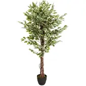 Melinera Kunstplant Ficus - Afmetingen: 80 x 165 cm