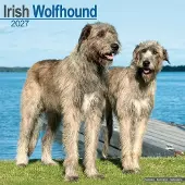 Avonside Publishing Ltd. Ierse Wolfshond Kalender 2027