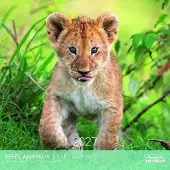 Aquarupella Baby Dieren Kalender 2027
