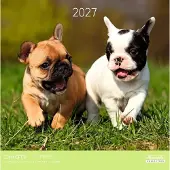Aquarupella Puppies Kalender 2027