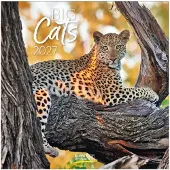 Korsch Verlag Big Cats Kalender 2027