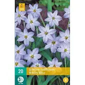JUB X 20 Ipheion un. Wisley Blue
