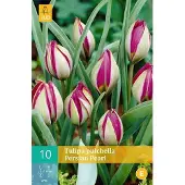 JUB 10 TULIPA PULCH. PERSIAN PEARL 6/+