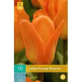 Ta Tulipa Orange Emperor - Fosteriana tulp - set van 10 stuks