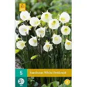 JUB - Narcissus White Petticoat, 3 bloembollen