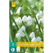 JUB 3 LEUCOJUM GRAVETYE GIANT 12/14