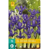 JUB X 15 Iris Harmony
