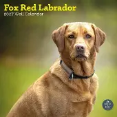 Baker & Bray Labrador Retriever Fox Red Kalender 2027