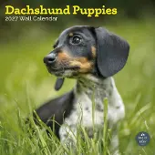 Baker & Bray Teckel Puppies Kalender 2027