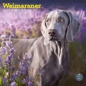 Baker & Bray Weimaraner Kalender 2027