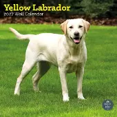Baker & Bray Labrador Retriever Blond Kalender 2027