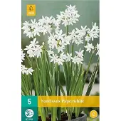 JUB 5 POTNARCIS PAPERWHITE 15/16