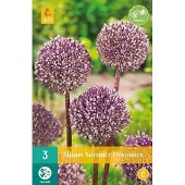 JUB X 3 Allium Summer Drummer