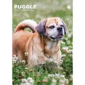 CalendarsRUs Puggle A3 Kalender 2027