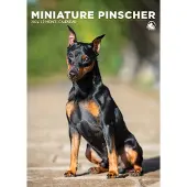 CalendarsRUs Miniatuur Pinscher A3 Kalender 2027