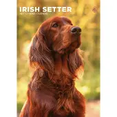 CalendarsRUs Ierse Setter A3 Kalender 2027