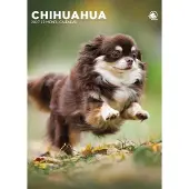 CalendarsRUs Chihuahua A3 Kalender 2027