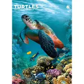 CalendarsRUs Schildpadden A3 Kalender 2027