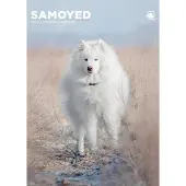 CalendarsRUs Samojeed A3 Kalender 2027