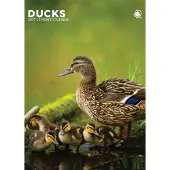 CalendarsRUs Eenden A3 Kalender 2027