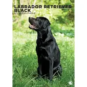 CalendarsRUs Labrador Retriever Zwart A3 Kalender 2027