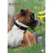 CalendarsRUs Boxer A3 Kalender 2027